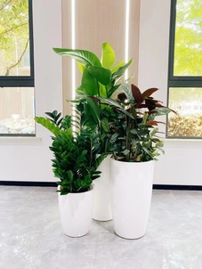 余姚绿植租赁，性价比超高，价格实惠等你来享！